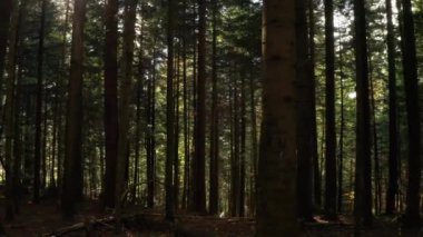 Vahşi çam ormanı. Güneşli bir sabahtan sonra ağaçlar arasında dolaşmak.