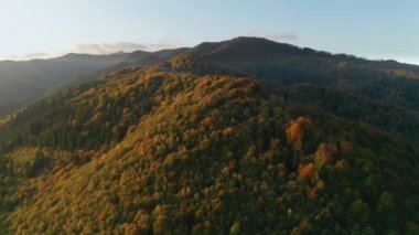 Güzel Autmn ormanı gün batımında parlıyor. Renkli dağ bitkisinin üzerinde uçuyor