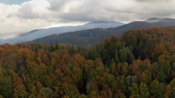 夕日に輝く美しい秋の森。カラフルな山の植物の上を飛ぶ — ストック動画