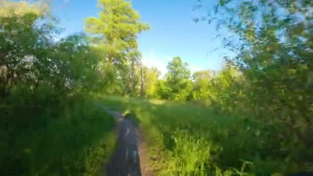 POV opname van een door een bos of een park met groene bladeren en zon schijnt door het gebladerte. — Stockvideo