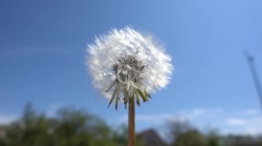 Kırılgan beyaz karahindiba çiçeği uçup gider. Yavaş çekim yakın çekim..