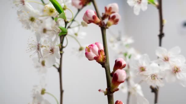 Mooie lente kersen bloemen vervagen timelapse — Stockvideo