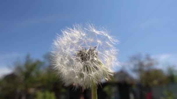 Fragile fiore di tarassaco bianco viene spazzato via. Primo piano al rallentatore . — Video Stock