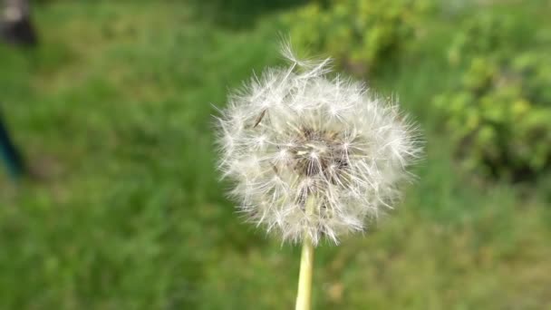 Die zarte weiße Löwenzahnblüte wird weggeblasen. Nahaufnahme in Zeitlupe. — Stockvideo