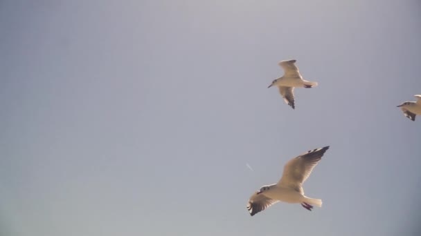 Seagulls flying against the blue sky. Flock of birds flies in strong winds. Slow motion. — Stock Video