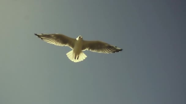 Gaviotas volando contra el cielo azul. La bandada de aves vuela con fuertes vientos. Movimiento lento . — Vídeos de Stock