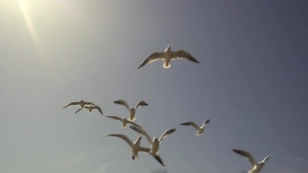 Gaviotas volando contra el cielo azul. La bandada de aves vuela con fuertes vientos. Movimiento lento . — Vídeos de Stock