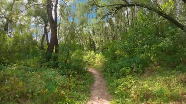 Пішохідна стежка через ліс у сонячний день - чиста природа — стокове відео