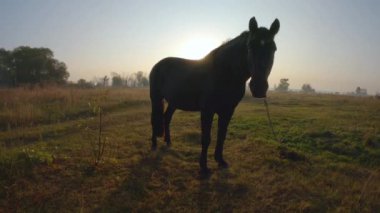 At, güneşin doğuşunda ağır çekimde zarifçe yürüyor.