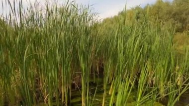 Doğal su rezervi yenilenmiş. Çimlerle ve ormandaki sazlıklarla vahşi sulak arazi. Doğa, ekoloji ve çevre bakımı kavramı.