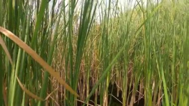 Doğal su rezervi yenilenmiş. Çimlerle ve ormandaki sazlıklarla vahşi sulak arazi. Doğa, ekoloji ve çevre bakımı kavramı.