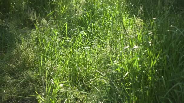 Hierba balanceándose en el viento en cámara lenta. Primeros planos de hierba verde. — Vídeos de Stock