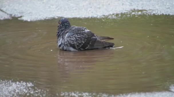 Pigeons splash and bath in a water — Stock Video