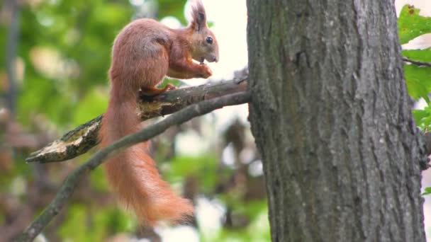 Rotes Eichhörnchen auf Nahrungssuche. — Stockvideo