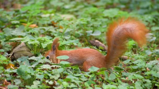 Rode eekhoorn eten en zoeken naar voedsel. — Stockvideo