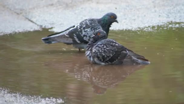 Galambok fröcskölnek és fürdenek a vízben — Stock videók
