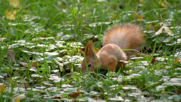 Ardilla roja comiendo y buscando comida. — Vídeos de Stock