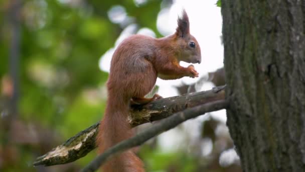 Rotes Eichhörnchen auf Nahrungssuche. — Stockvideo