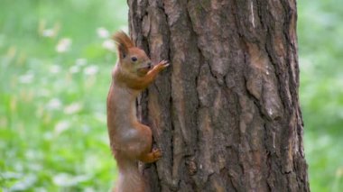 Ormanda sincap yiyecek arıyor.
