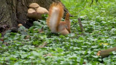 Ormanda sincap yiyecek arıyor.