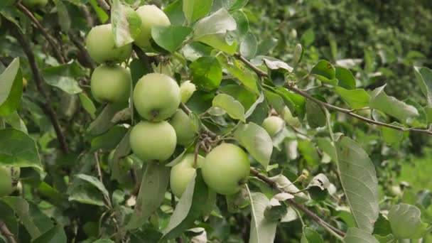 Altın-yeşil elma dalda olgunlaşmış meyve bahçesinde güneş ışığı — Stok video