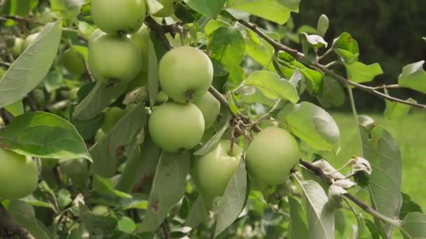 Pommes vert doré mûres sur la branche au soleil dans le verger — Video