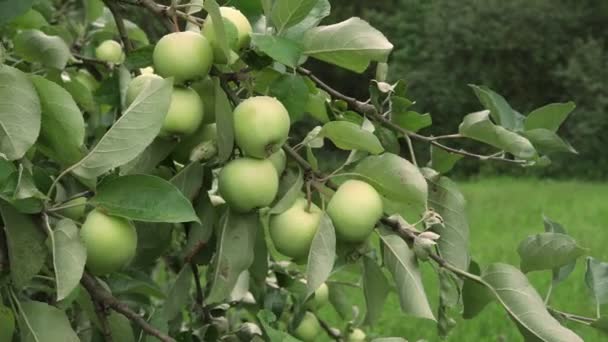 Zweig eines Baumes mit grünen Äpfeln, die im Obstgarten reifen — Stockvideo