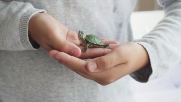 Niño sostiene pequeña tortuga verde en sus manos — Vídeo de stock