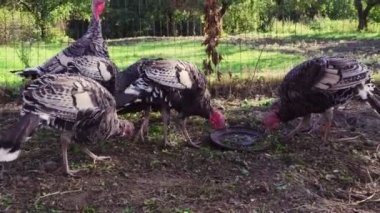 Organik Tarım bahçesinde üzerinde genç yerli hindi