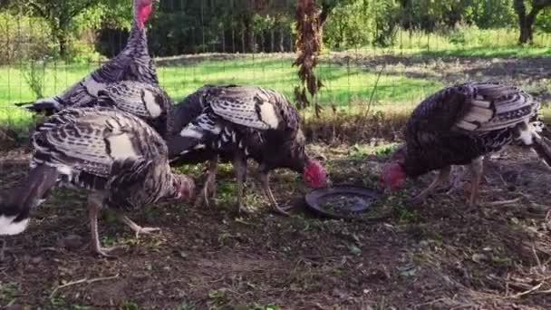 Jeunes dindons domestiques dans la cour de ferme biologique 
