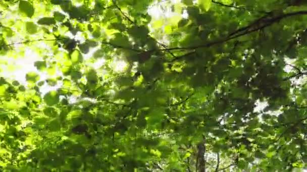 Солнечные лучи пробираются сквозь листья деревьев в летнем лесу — стоковое видео