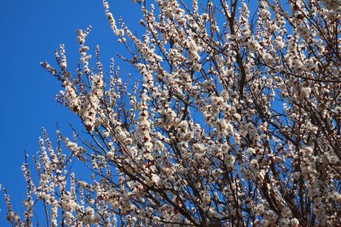 Erken baharda çiçeklenme kayısı ağacı