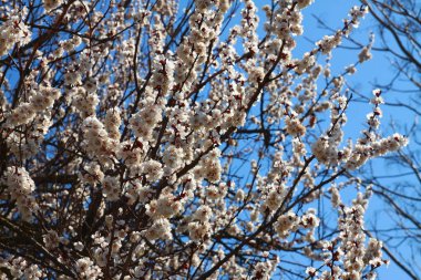 Erken baharda çiçeklenme kayısı ağacı