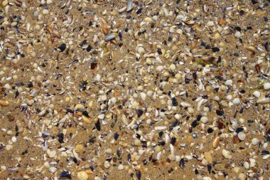 Deniz kumları ve kabukları arka plan