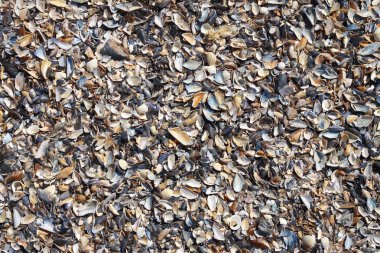 Islak deniz kabukları arka plan