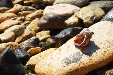 Bir taş üzerinde Lonely Seashell