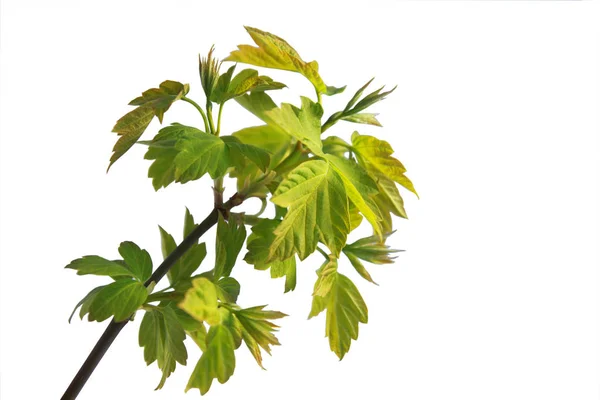 Beyaz bir arka planda genç yeşillikler Sprig