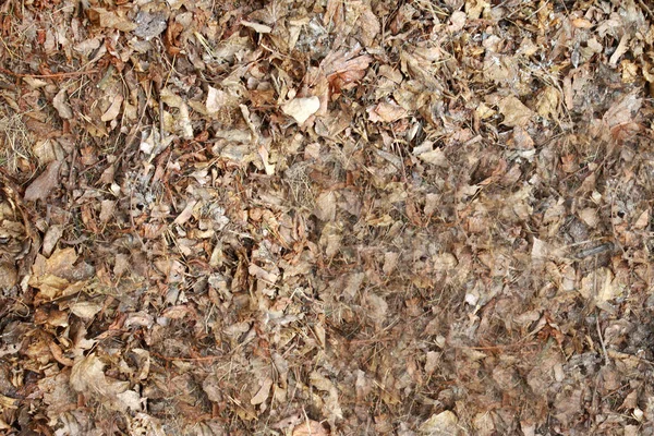Background Old Dry Leaves — Stock Photo, Image