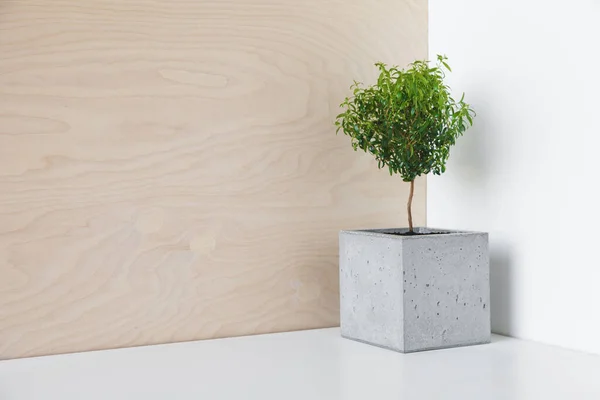 Houseplant in a minimalist pot of concrete — Stock Photo, Image