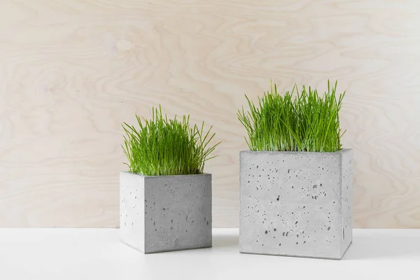 Fashionable Concrete Pots Green Grass Table Indoors — Stock Photo, Image