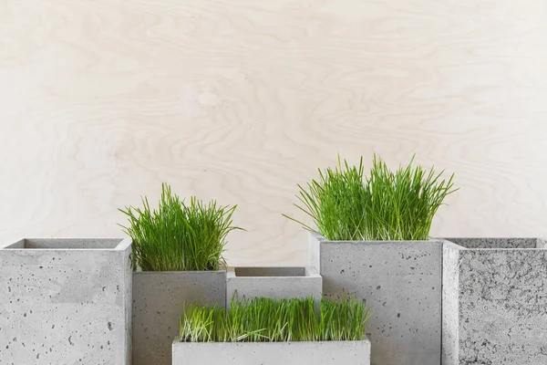 Stylish Concrete Pots Green Grass Table Indoors — Stock Photo, Image