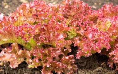Çiftlikte taze kırmızı marul yaprakları, yakın plan. Taze taze yiyecekler.