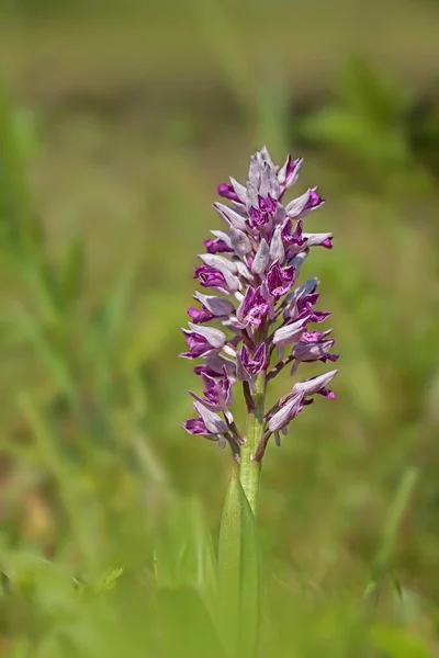 Helm-Knabenkraut Orchidee Orchideen 