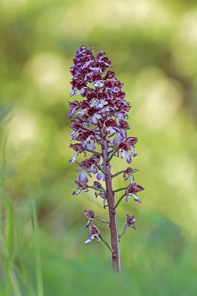 Mor-Knabenkraut Orchidee Orchideenblte