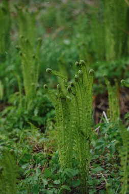 Genç fern sürgünler karlı bir Mayıs günü.