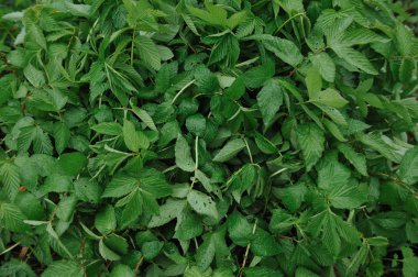 Büyük yaprakları üzerinde su damlacıkları ile yağmur sonra yeşil bitkiler.