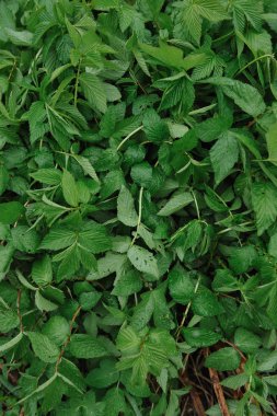 Büyük yaprakları üzerinde su damlacıkları ile yağmur sonra yeşil bitkiler.