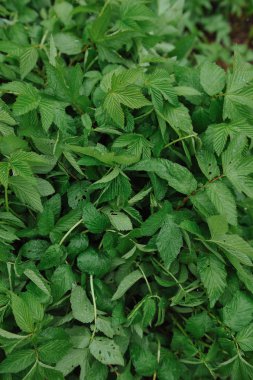 Büyük yaprakları üzerinde su damlacıkları ile yağmur sonra yeşil bitkiler.