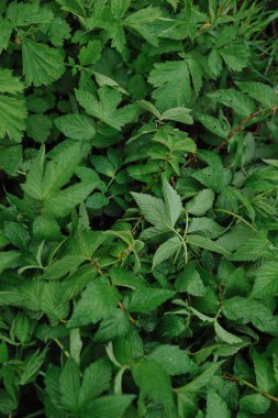 Büyük yaprakları üzerinde su damlacıkları ile yağmur sonra yeşil bitkiler.