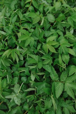 Büyük yaprakları üzerinde su damlacıkları ile yağmur sonra yeşil bitkiler.